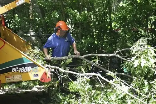 tree services North Oaks